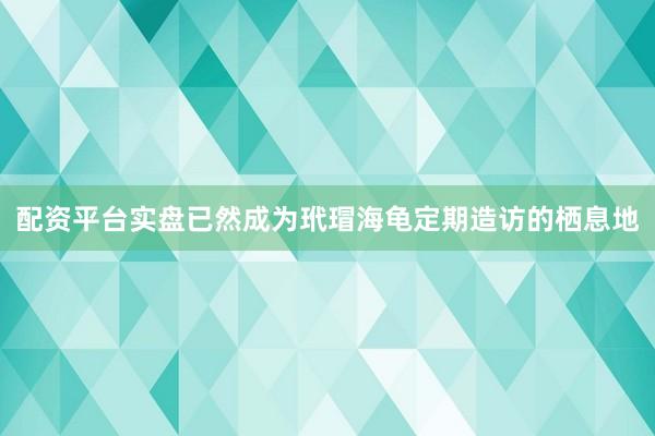 配资平台实盘已然成为玳瑁海龟定期造访的栖息地